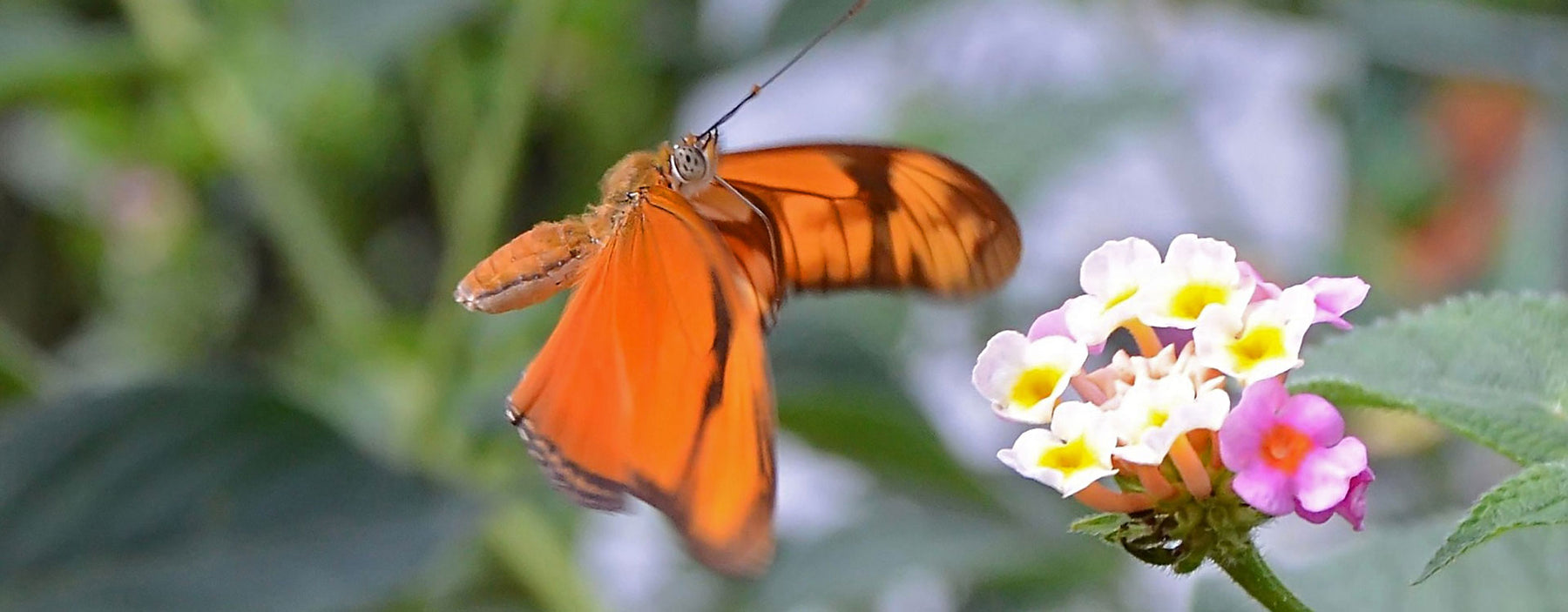 Butterfly flying towards a flower