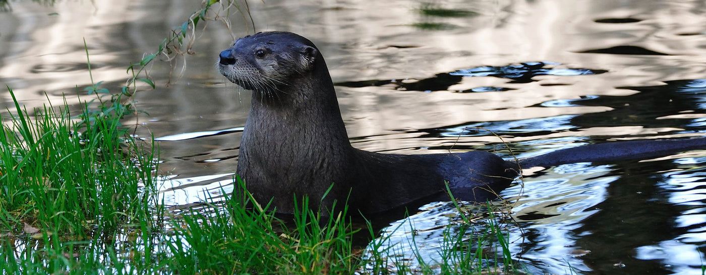 The North American River Otter