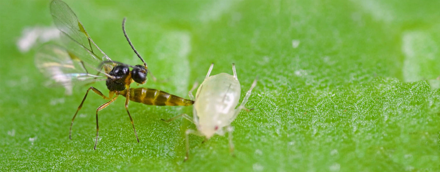 Whitefly attacked by a small parasitic wasp