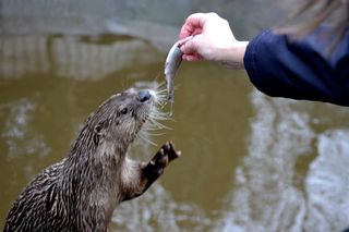 Otter Feeding times