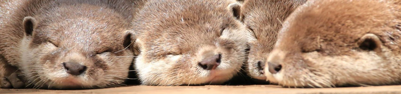 Adopt an Otter