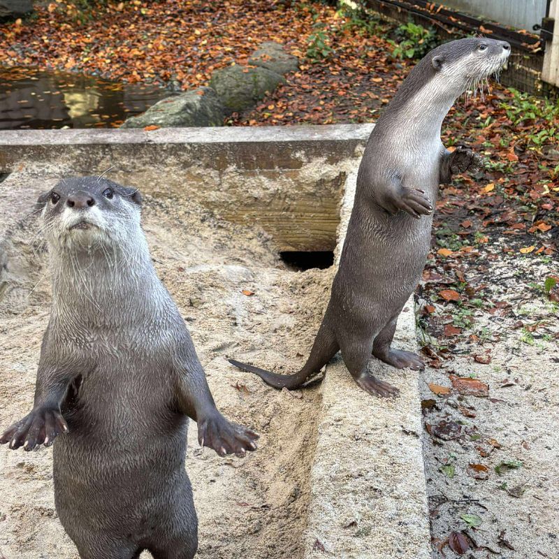 Otter Experience
