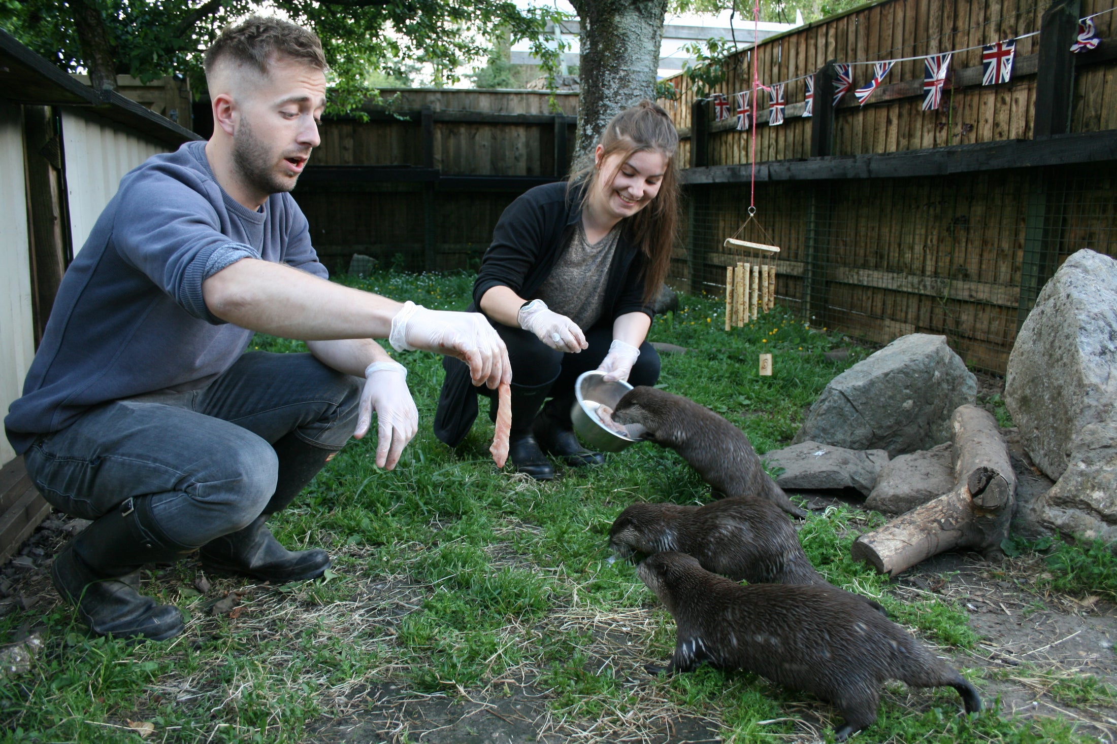 Otter Experience
