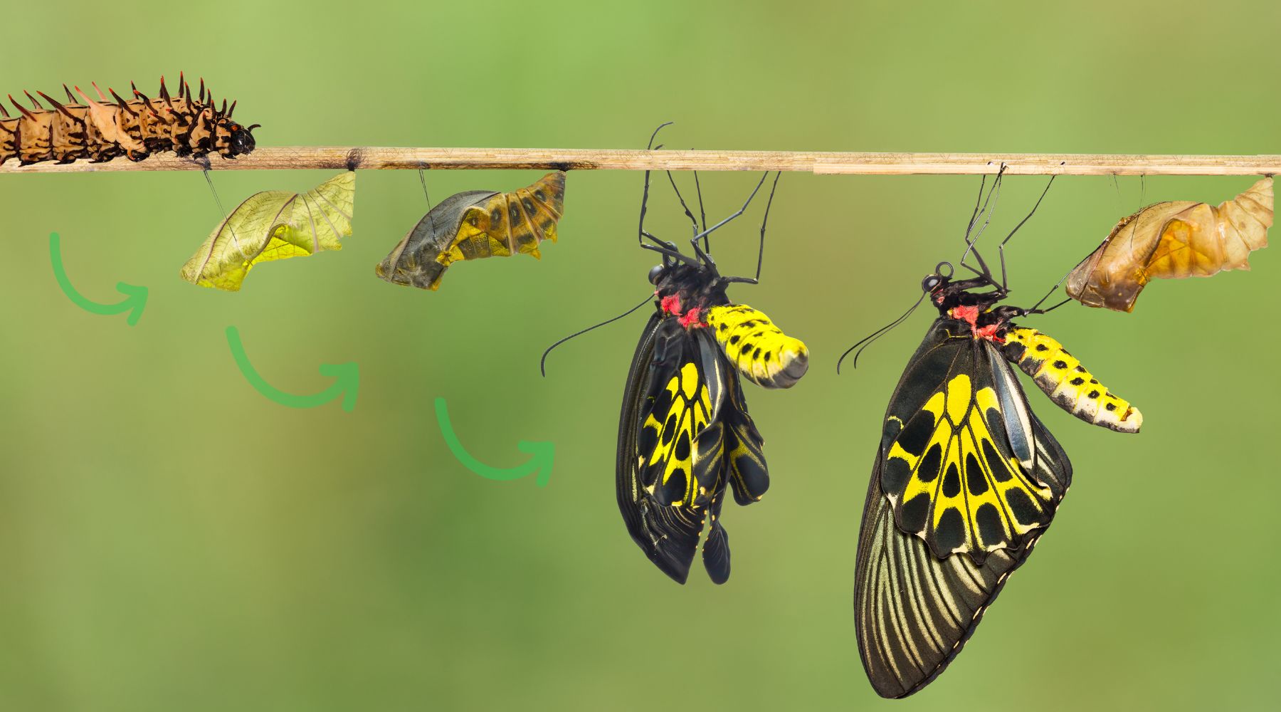 Butfly Butterfly Life Cycle
