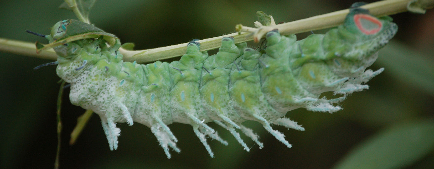 The Caterpillar or Larva