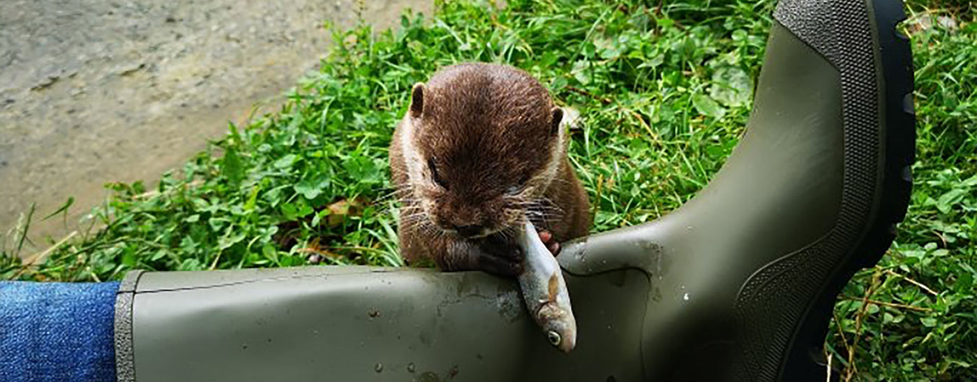 Otter Feeding at Otters and Butterflies, Devon