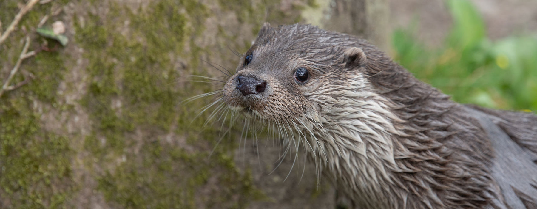 English Otter at Otters and Butterflies, Devon