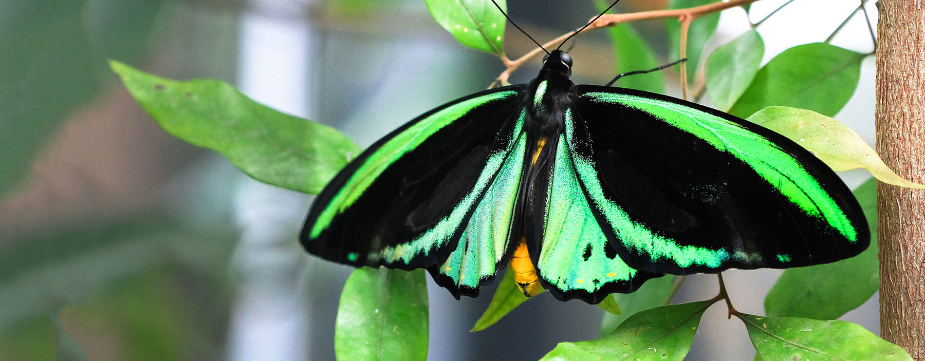 Green Birdwing butterfly