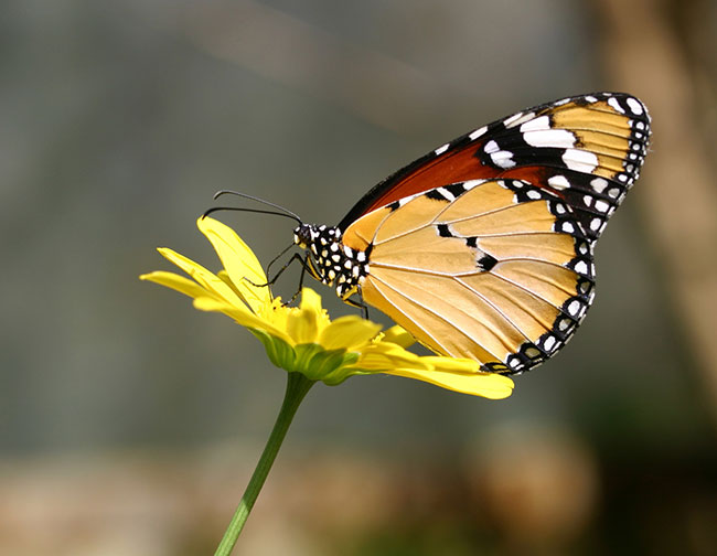 Butterfly Species To See – Otters and Butterflies