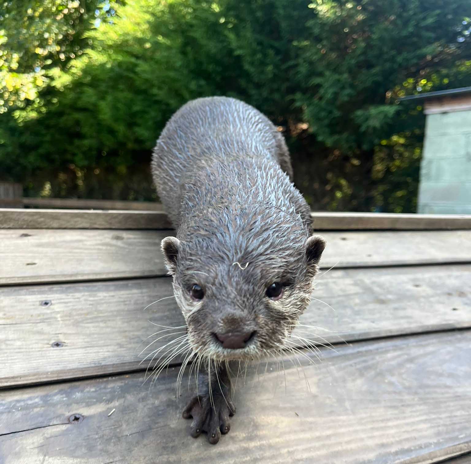 Every Gift Helps Keep Our Otters Happy, Healthy and Safe