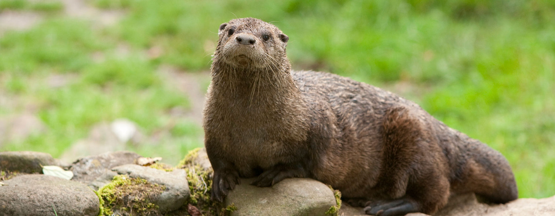 The North American River Otter