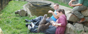 Otter Experience for couples at the Buckfast Otter Sanctuary