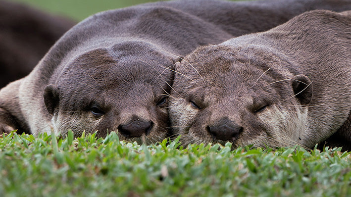 Adopt an Otter. Change Their World.