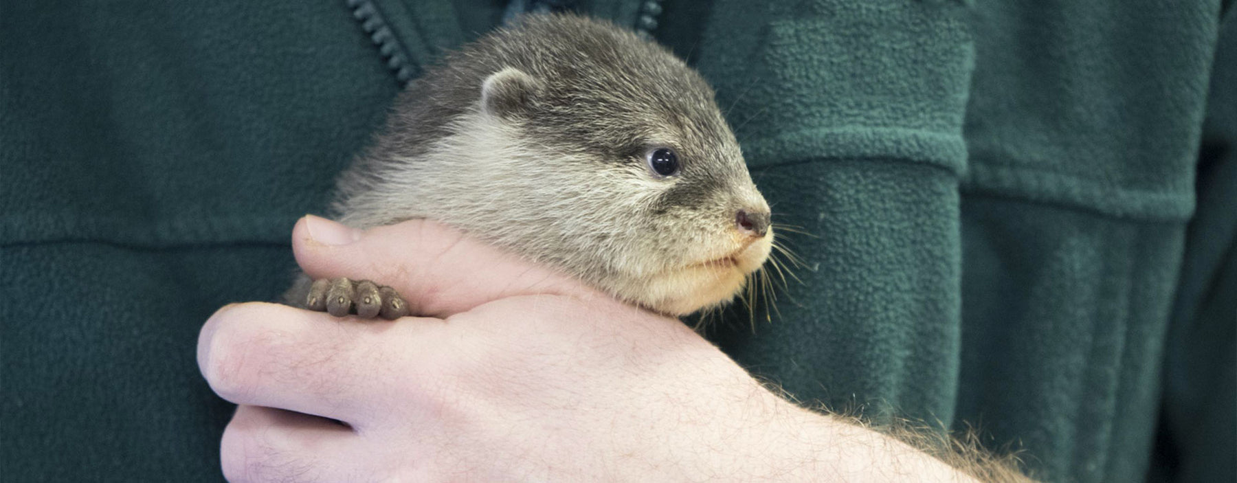 Young Otter Cub
