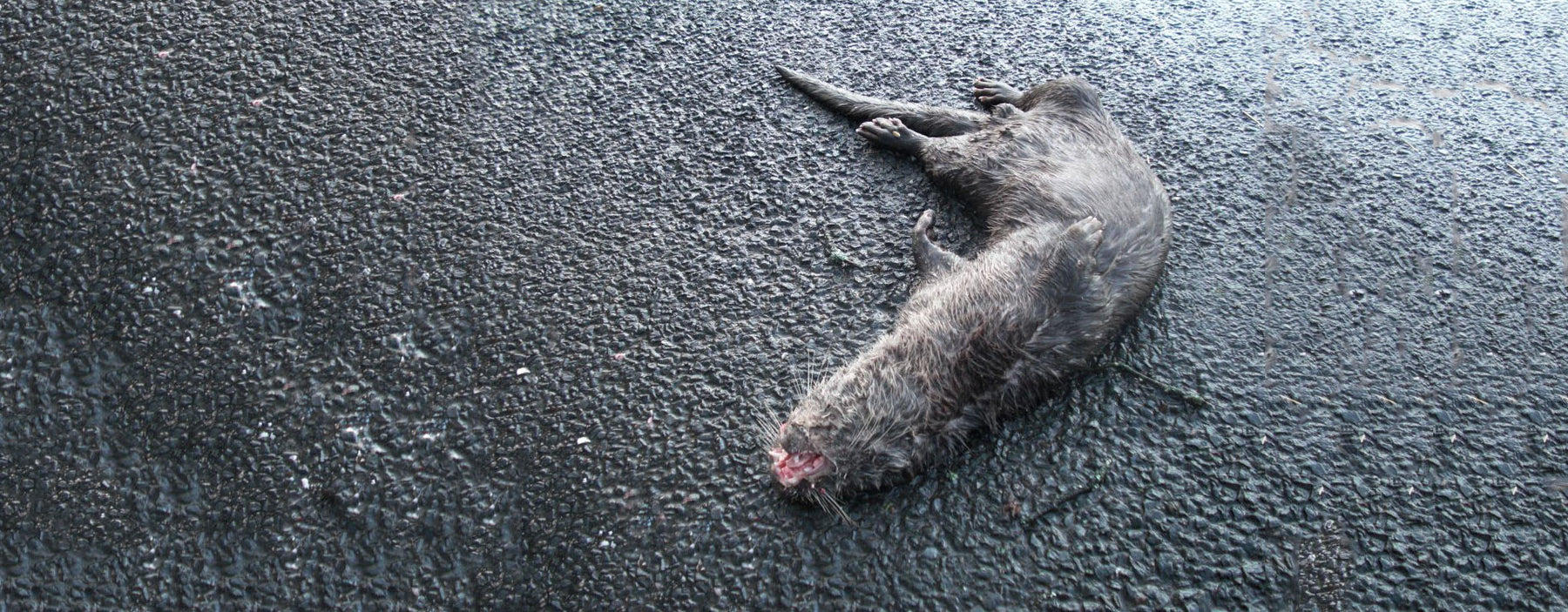 Otter killed on the road