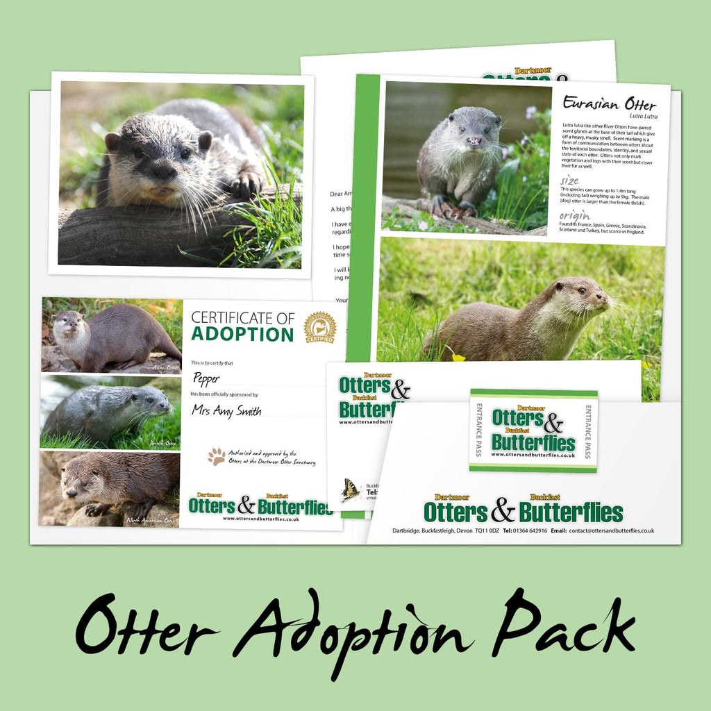 Adopt store an otter